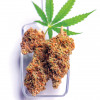 pot cannibis marajuana