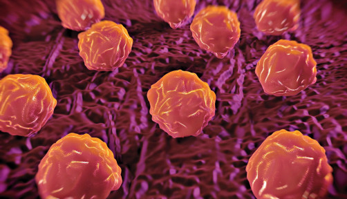 Bone marrow stem cells