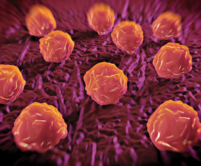 Bone marrow stem cells
