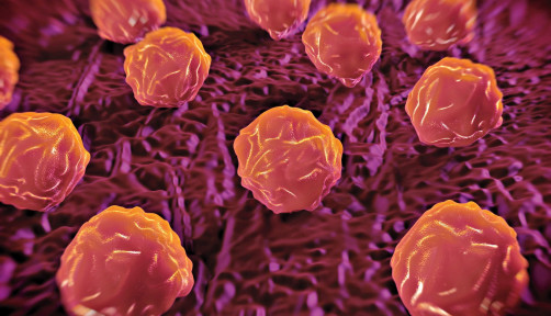 Bone marrow stem cells