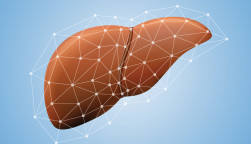 liver illustration