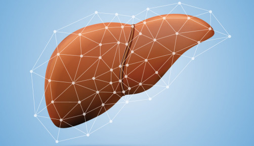 liver illustration