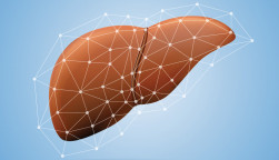 liver illustration