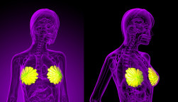 3D rendering of the breast