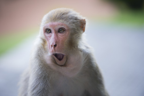 Rhesus macaque