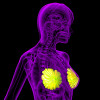 3D rendering of the breast
