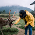 Young Asian Women Feeding Deer in Deer Farm