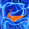 Pancreas and gall bladder