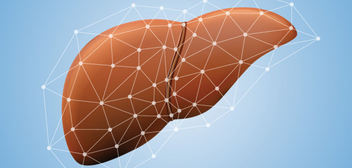 liver illustration