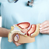 Male reproductive system