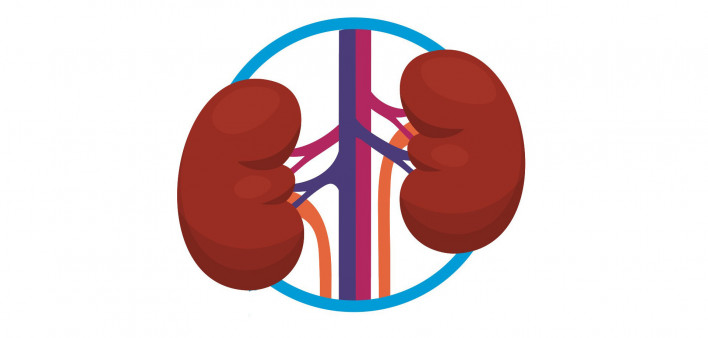 kidney