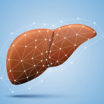 liver illustration