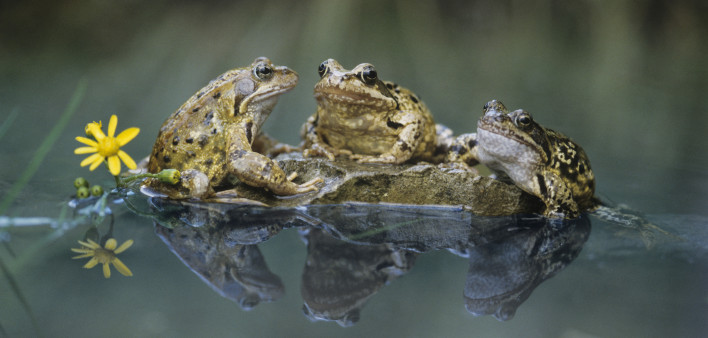 Frogs Sitting on Rock