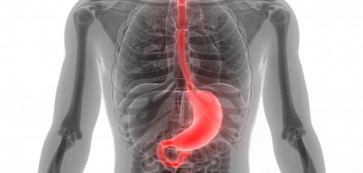 esophagus, throat, stomach, gastric, digestive tract