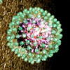 Hepatitis B virus