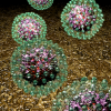 Hepatitis B virus