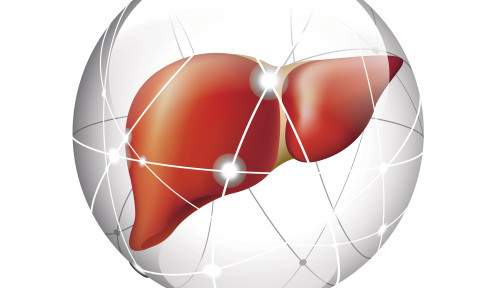 liver in sphere illustration