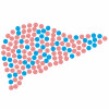 illustration of pills in shape of liver