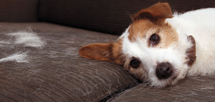shedding dog pet allergies