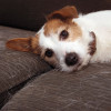 shedding dog pet allergies