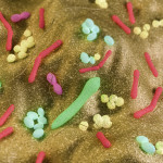 Gut bacteria