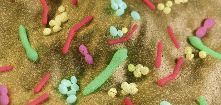 Gut bacteria