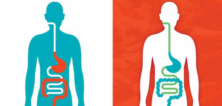 illustration of a figure showing the digestive system