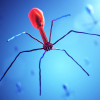 Bacteriophage attacking bacteria.