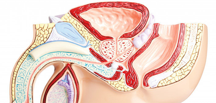 cross section of male anatomy