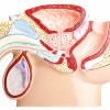 cross section of male anatomy
