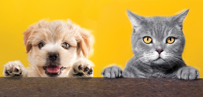 puppy and kitten