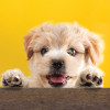 puppy and kitten