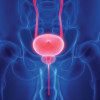 prostate bladder illustration