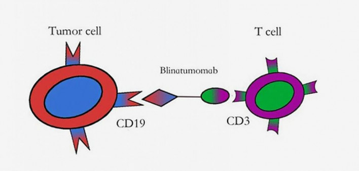 national institutes of health, blincyto, blinatumomab, B-cell acute lymphoblastic leukemia, immunotherapy, childhood cancer