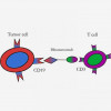 Blinatumomab binds to CD19, a protein on the surface of B-ALL cells, and CD3, a protein on T cells, helping the T cells recognize and kill the cancer cells.