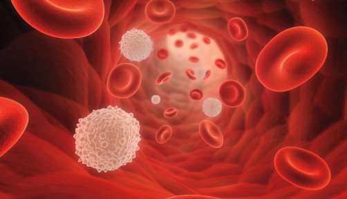 illustrarion of blood cells