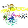 Osimertinib binds to specific mutated forms of EGFR proteins, including one called T790M that is linked to resistance to other EGFR-targeted drugs.