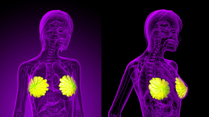 3D rendering of the breast