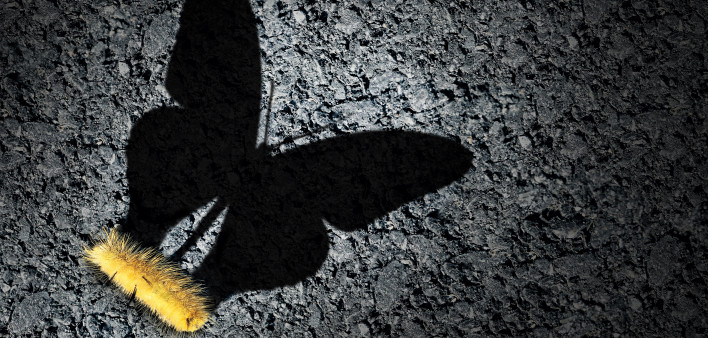 yellow catepiller casting the shadow of a butterfly