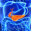 Pancreas and gall bladder