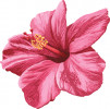 flower hibiscus