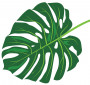 tropical leaf