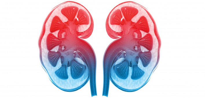 kidneys illustration