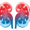 kidneys illustration