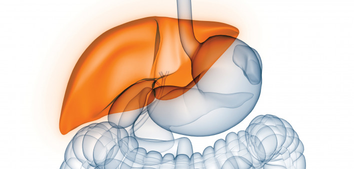 liver illustration digestive tract