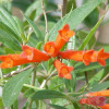 Flowers of the firecracker bush (Bouvardia ternifolia)