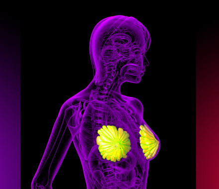 3D rendering of the breast