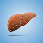 liver illustration