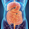 Digestive system