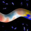 To determine where H. pylori cells add new wall components, the team distinguished between areas of positive curvature. In the foreground is an image of an idealized H. pylori cell.